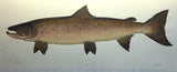 Atlantic Salmon