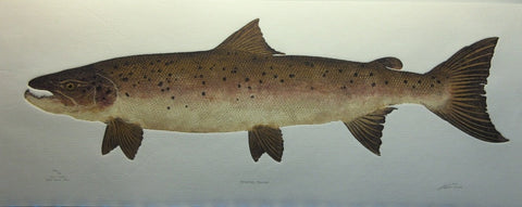 Atlantic Salmon