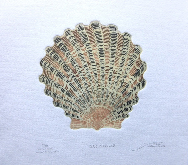 Bay Scallop