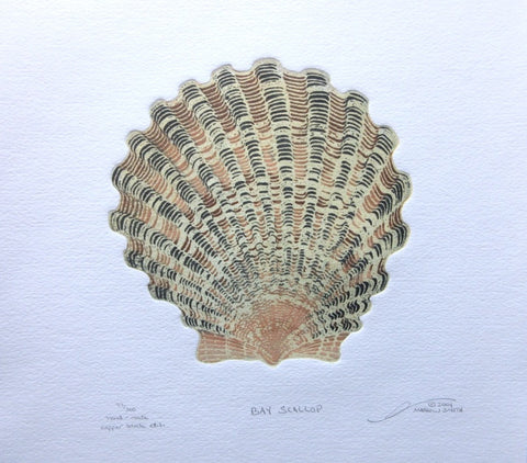 Bay Scallop