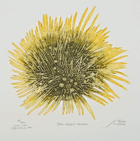 Big Green Urchin