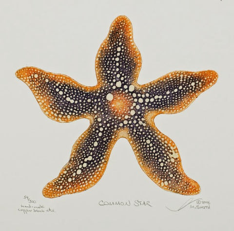 Common Star - Starfish