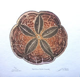 Hampton Sand Dollar