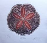 Hampton Sand Dollar