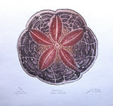 Hampton Sand Dollar