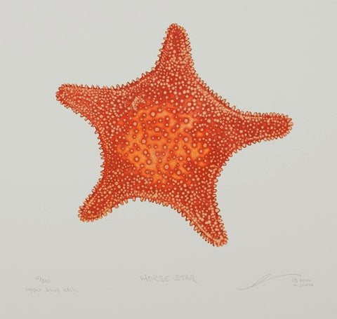 Horse Star - Starfish