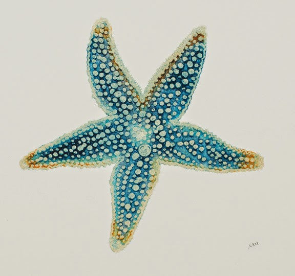 Blue Star - Blue Starfish