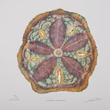 Northern Sand Dollar