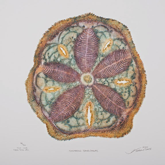 Northern Sand Dollar