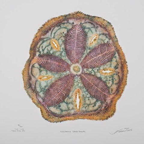 Northern Sand Dollar