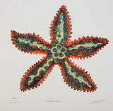 Northern Giant - Starfish