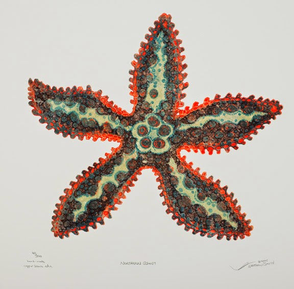 Northern Giant - Starfish