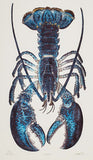 Reliance - Blue Lobster
