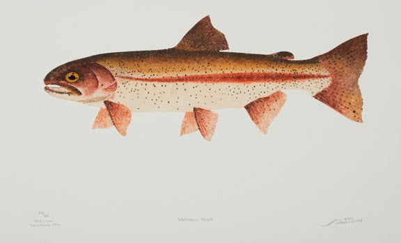 Rainbow Trout