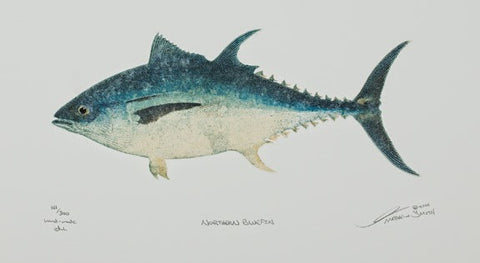 Northern Bluefin - Tuna