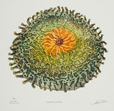 Northern Anemone