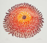 Northern Anemone
