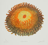 Northen Anemone