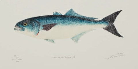 Northern Bluefish