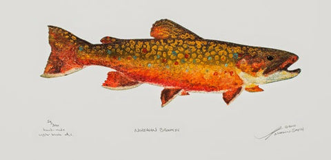 Northern Brookie - Trout
