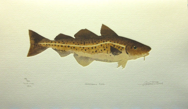 Northern Cod