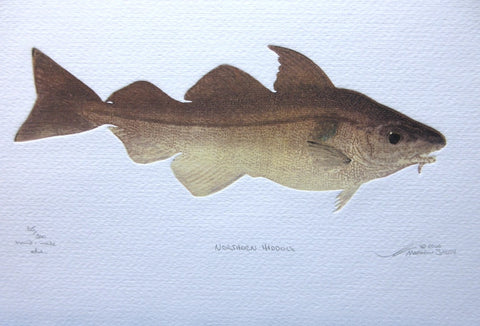Northern Haddock