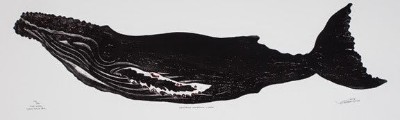 Northern Humpback Whale
