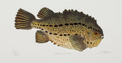 Northern Lumpfish