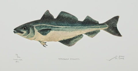 Northern Pollock