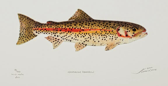 Northern Rainbow - Trout