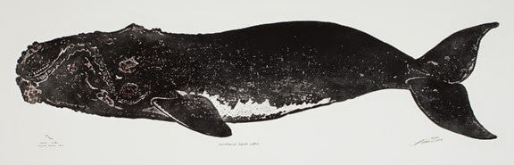 Northern Right Whale