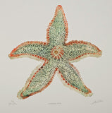 Northern Star - Starfish