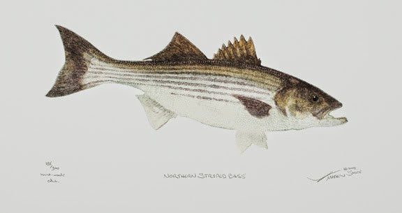 Northern Striped Bass