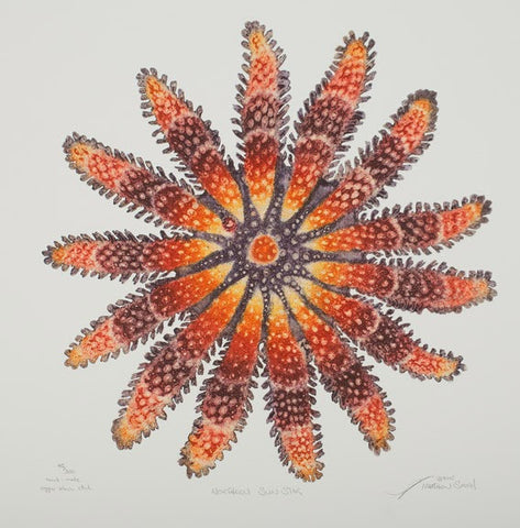 Northern Sun Star - Starfish