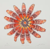 Northern Sun Star