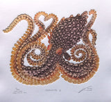 Octopus - Female