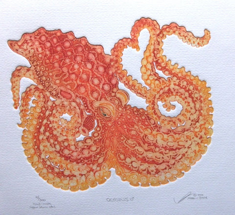 Octopus - Male