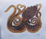 Octopus - Male