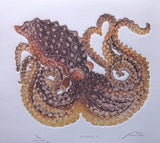 Octopus - Male