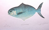 One Butterfish