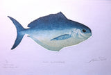 One Butterfish