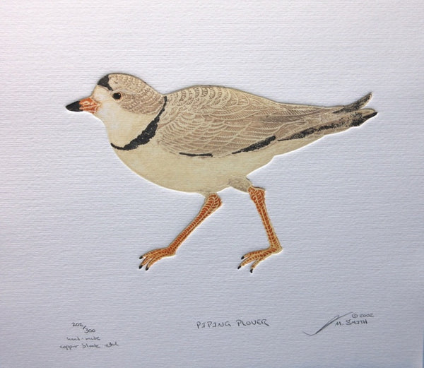 Piping Plover