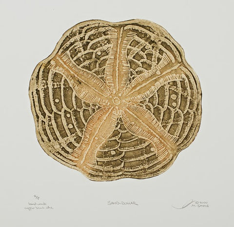 Sand Dollar