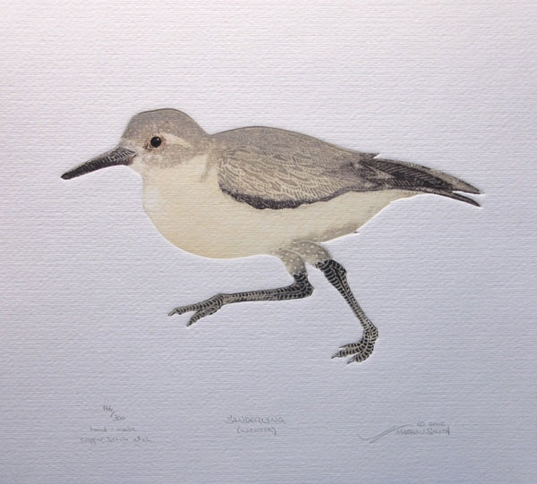 Sanderling (Winter)
