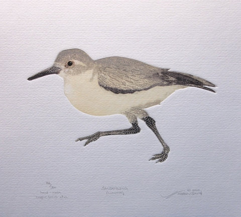 Sanderling (Winter)