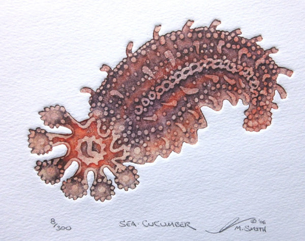 Sea Cucumber