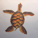 Sea Turtle