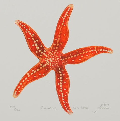Slender Sea Star - Starfish