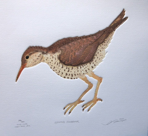 Spotted Sandpiper