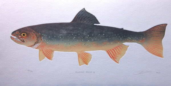 Sunapee Trout - Female